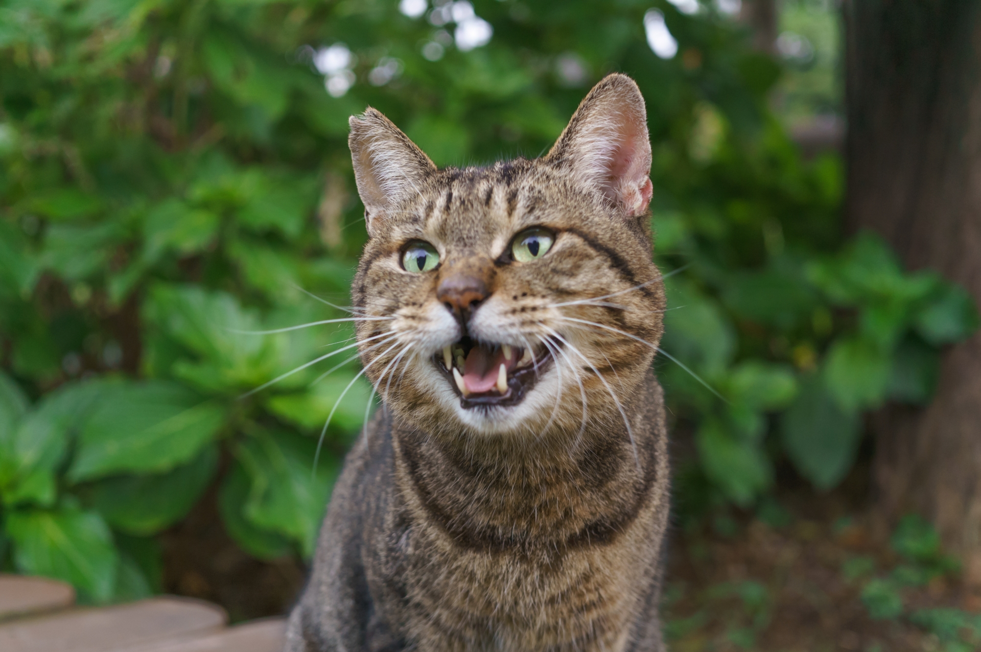 人と猫の歴史 猫のブリーダーのロイヤルキティ猫舎